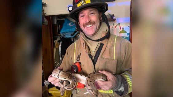 Animals rescued from fire caused by reptile heat lamp in Colorado Springs