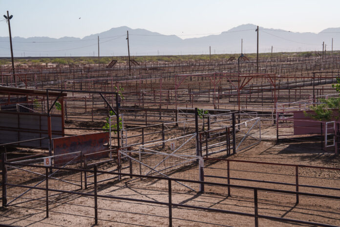 More US Beef Plants May Close as Cattle Herds Keep Tightening