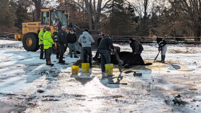 Conn. firefighters, vets and town workers team up to rescue horse stuck on ice