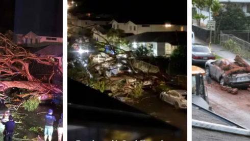 Huge tree causes damage to parked car, blocks road in Oahu