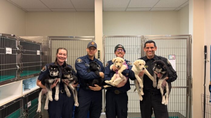 Puppies brought to Sky Valley Fire likely overdosed on fentanyl, firefighters say