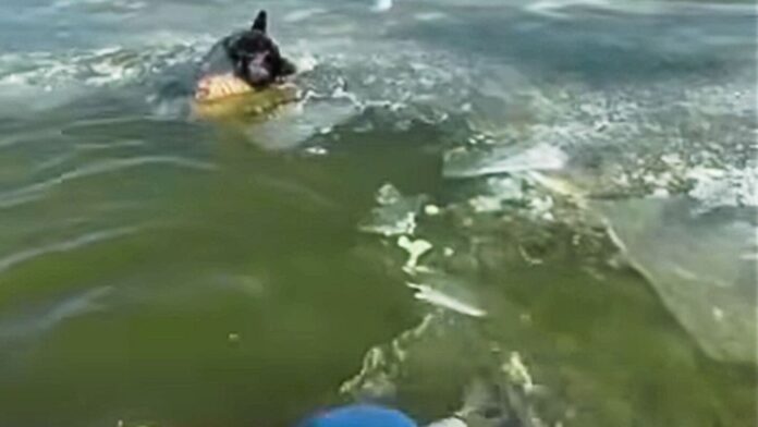 St. Louis firefighters rescue dog after it falls through ice in viral winter water rescue