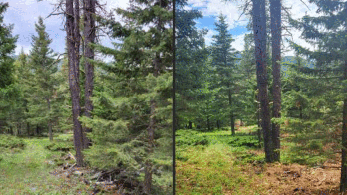 BLM, local partners collaborate to improve wildland-urban interface, reduce fire risk