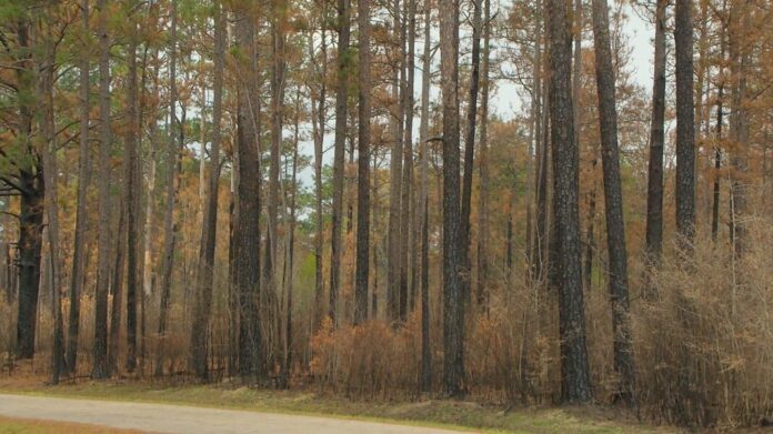 Perry County wildfire 100% contained, no visible smoke