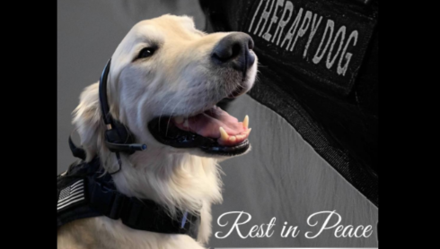 Spirit, therapy dog who supported 911 dispatchers in Phoenix, passes away