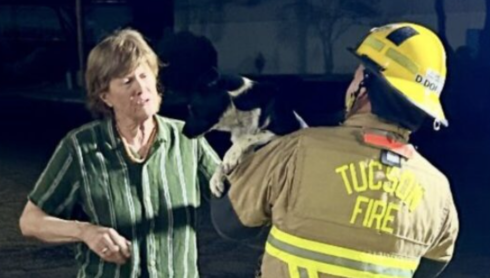 Tucson Fire saves dog from electric fence carrying 7,000 volts