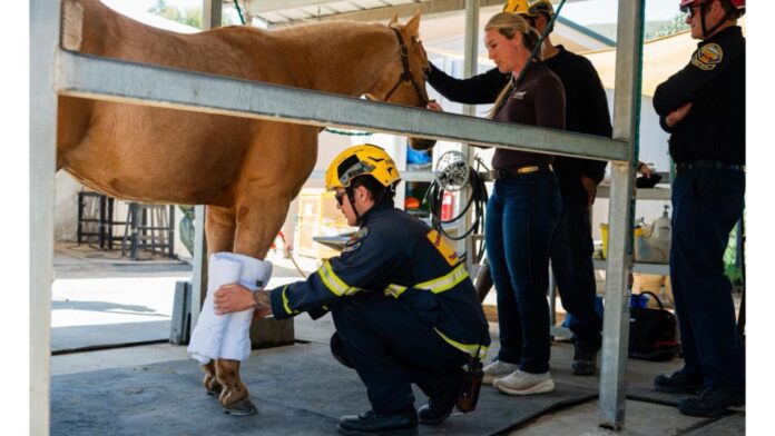 Orange County firefighters train for horse rescues, expanding large animal emergency response