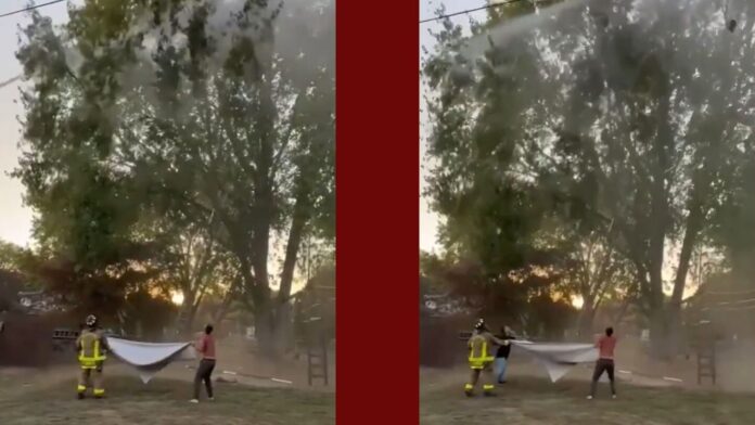 Spencerport firefighter charged after cat dies following tree rescue attempt