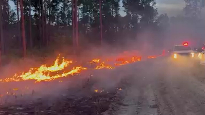 Lochloosa West wildfire nears 1,000 acres in Alachua County