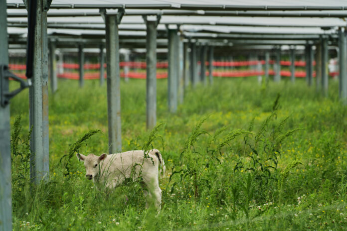 Tennessee Solar Ranch Aims to Prove Grazing Under the Panels Is Sunny Side Up